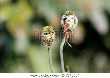 Opium Poppy Or Papaver Somniferum Or Breadseed Poppy Flower Buds With Dried Leaves And Cobweb In Loc