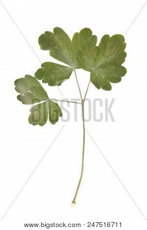 Herbarium With Dry Pressed Plants On White Background.
