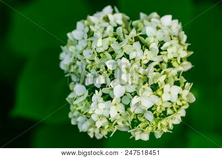 Blossom Of White Hydrangea (hortensia) In A Garden.