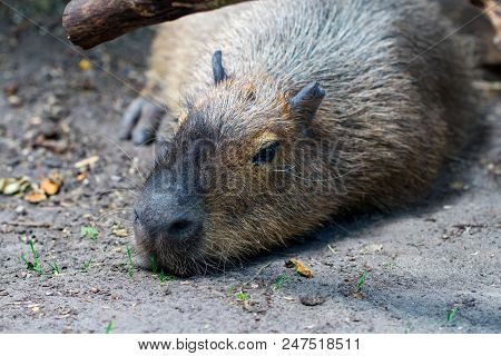 Sleeping Capybaras - Hydrochaeris Hydrochaeris - The Largest Living Rodent In The World