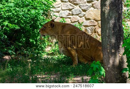 Lioness In The Grass In The Kyiv Zoo In Ukraine