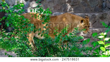 Lioness In The Grass In The Kyiv Zoo In Ukraine