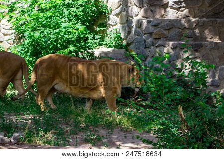 Lioness In The Grass In The Kyiv Zoo In Ukraine