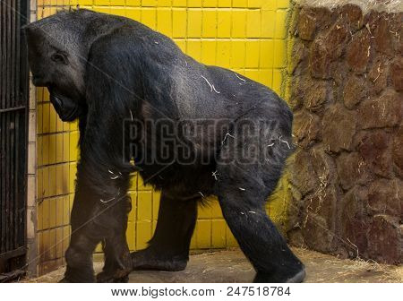 Portrait Of Gorilla In The Kyiv Zoo In Ukraine