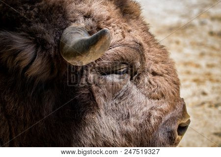 Close-up Portrait Of Wild Bison Seen From The Side