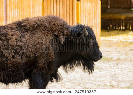 Close-up Portrait Of Wild Bison Seen From The Side