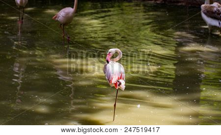 Flock Of Beautiful Pink Flamingos In Near The River