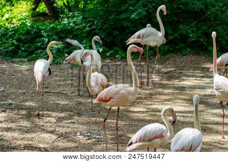 Flock Of Beautiful Pink Flamingos In Near The River