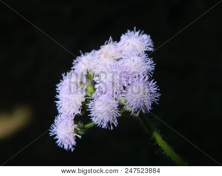 Close Up Of Some Billygoat Weed Flowers On Black Background
