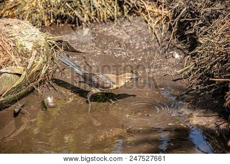 Black Whiskered Vireo Has Caught Dinner At The Stream