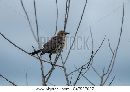 Black Whiskered Vireo Is Perched And Watchful At Sunset