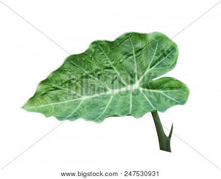 Single colocasia gigantea leaf isolated on white background