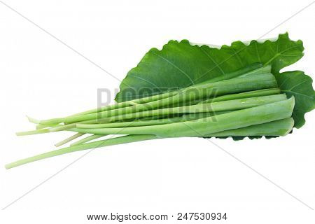 Giant strain stem leaf isolated on white background