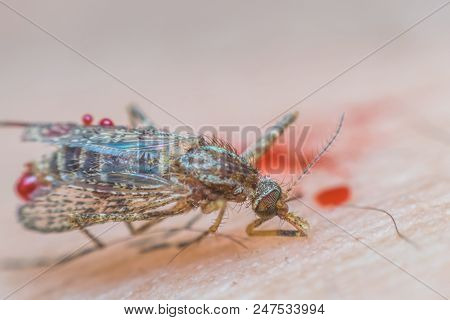 Macro Of Smashed Mosquito (aedes Aegypti) To Died