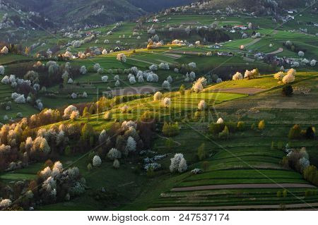 Spring Cherry Tree, Meadows And Fields Landscape In Slovakia. Blossoming Cherry Trees. Fresh Country