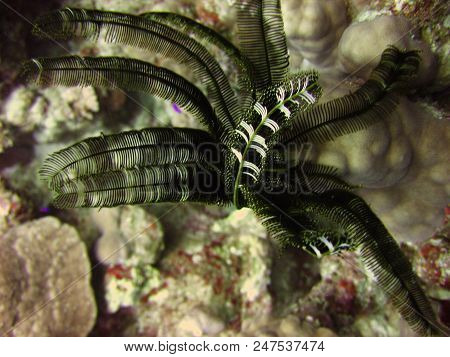 Photo Of Feather Stars, Crinoids On A Reef In The Red Sea