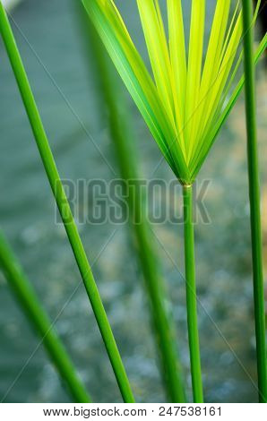 Cyperus Umbrella Plant And The Reflection Of Light On Water Surface