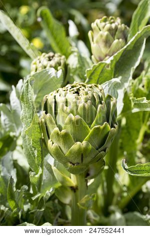 Natural Organic Agriculture; Artichoke Field (turkey / Izmir / Urla)