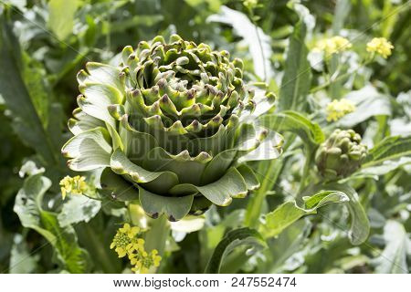 Natural Organic Agriculture; Artichoke Field (turkey / Izmir / Urla)