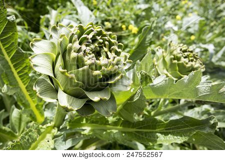 Natural Organic Agriculture; Artichoke Field (turkey / Izmir / Urla)