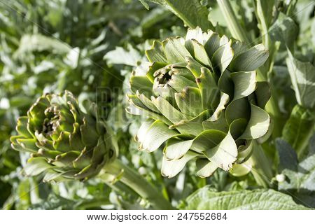 Natural Organic Agriculture; Artichoke Field (turkey / Izmir / Urla)