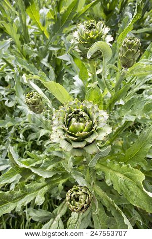 Natural Organic Agriculture; Artichoke Field (turkey / Izmir / Urla)