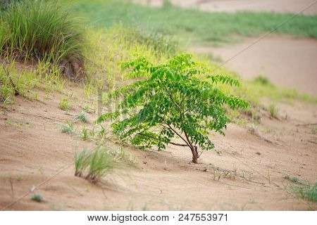 Small Tree Growing In Sand With Assorted Grasses