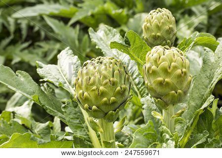Natural Organic Agriculture; Artichoke Field (turkey / Izmir / Urla)