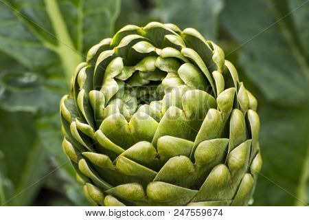 Natural Organic Agriculture; Artichoke Field (turkey / Izmir / Urla)