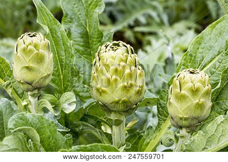 Natural Organic Agriculture; Artichoke Field (turkey / Izmir / Urla)