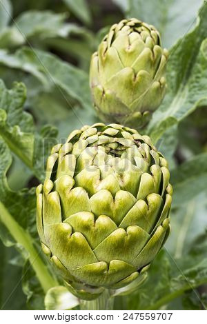 Natural Organic Agriculture; Artichoke Field (turkey / Izmir / Urla)