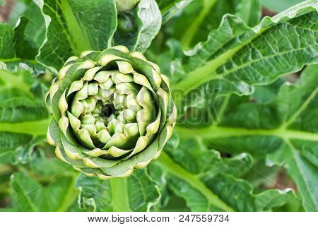Natural Organic Agriculture; Artichoke Field (turkey / Izmir / Urla)