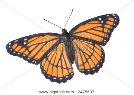 Viceroy Butterfly On White