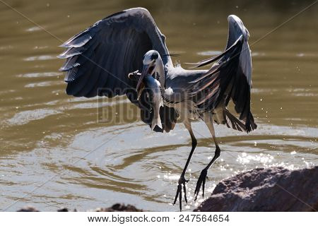 Grey Heron Ardea Cinerea With A Fish In Mouth