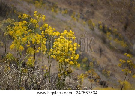 Flora Of Gran Canaria - Ferula Linkii, Giant Canary Fennel