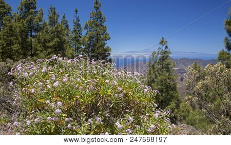 Gran Canaria, View From Las Cumbres, The Highest Areas Of The Island, Towards Teide On Tenerife