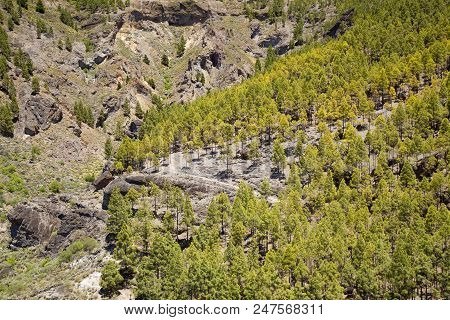 Gran Canaria, Canary Pines In Barranco De Tejeda