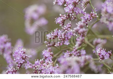 Flowering Limonium Pectinatum