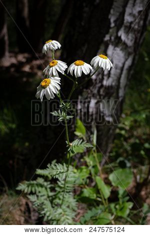 Pretty Small White Flowers Like Camomile Of Pyrethrum Cinerariifolium. Organic Insect Repellent.