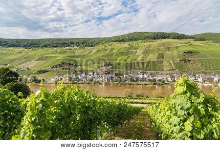 Merl On The Mosel Germany Picture Panorma