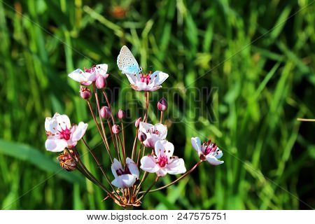 Butomus Umbellatus Is An Umbellate Flowering Plant Growing On The Banks Of Water Bodies. Coastal Pla