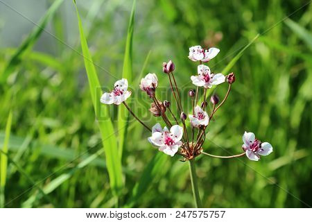 Butomus Umbellatus Is An Umbellate Flowering Plant Growing On The Banks Of Water Bodies. Coastal Pla