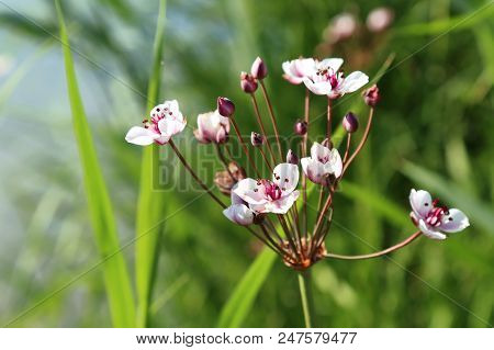 Floral Background. Butomus Umbellatus Is An Umbellate Flowering Plant Growing On The Banks Of Water