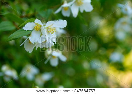 Branches Of Blooming Jasmine Closeup In A Summer Garden