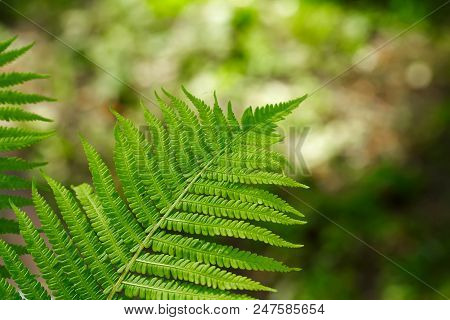 Natural Texture One Green Leaf Of A Fern Closeup In Light Day