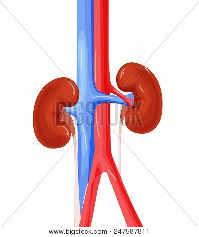 Inflammation Of The Kidney, Human Urinary Organs, Heart, Kidney, Bladder Vector Illustration