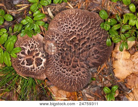 Bruine paddestoelen In hout