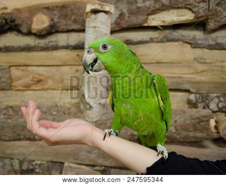 Cute Bright Green Amazon Parrot Sitting On A Human Hand (selective Focus On The Parrot)
