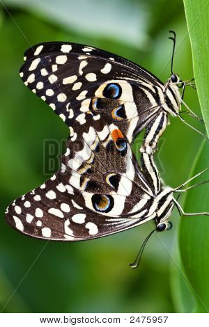 Swallowtail Butterfly