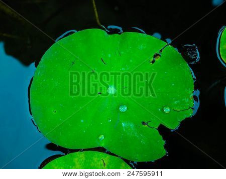 Water Drop On Lotus Leaf,lotus Leaf In The Water Pond,beautiful Green Lotus Leaf